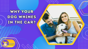 Why Your Dog Whines in the Car?