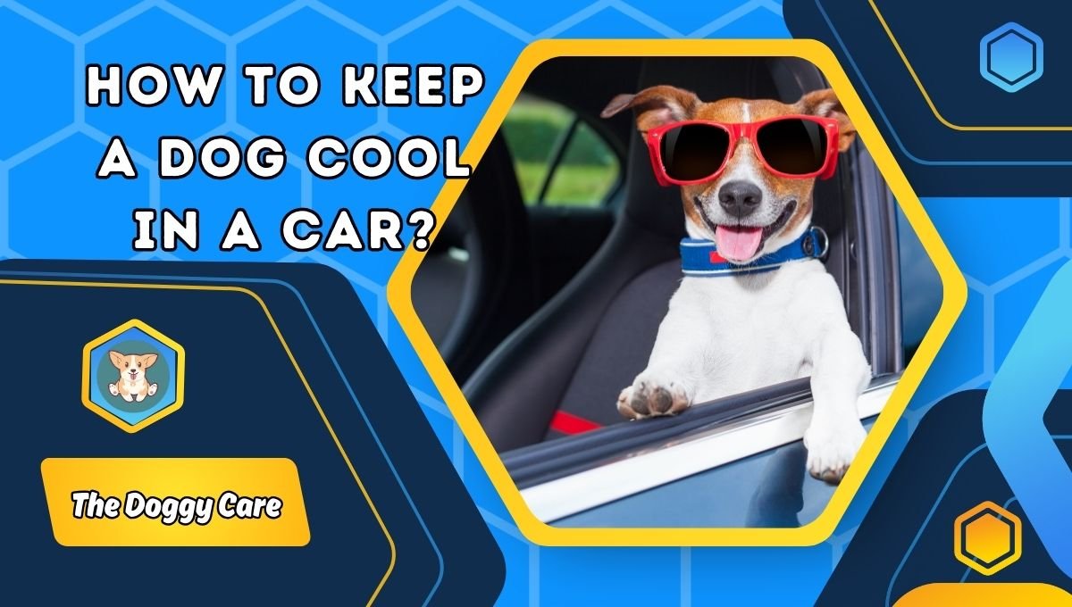 How to Keep a Dog Cool in a Car?