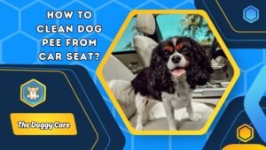 How to Clean Dog Pee from Car Seat?