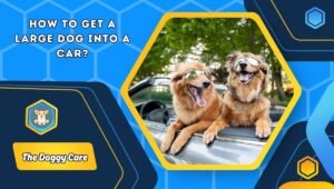 How to Get a Large Dog into a Car?