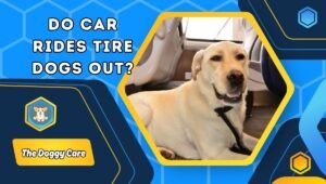 Do Car Rides Tire Dogs Out?