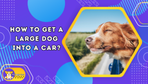 How to Get a Large Dog into a Car?