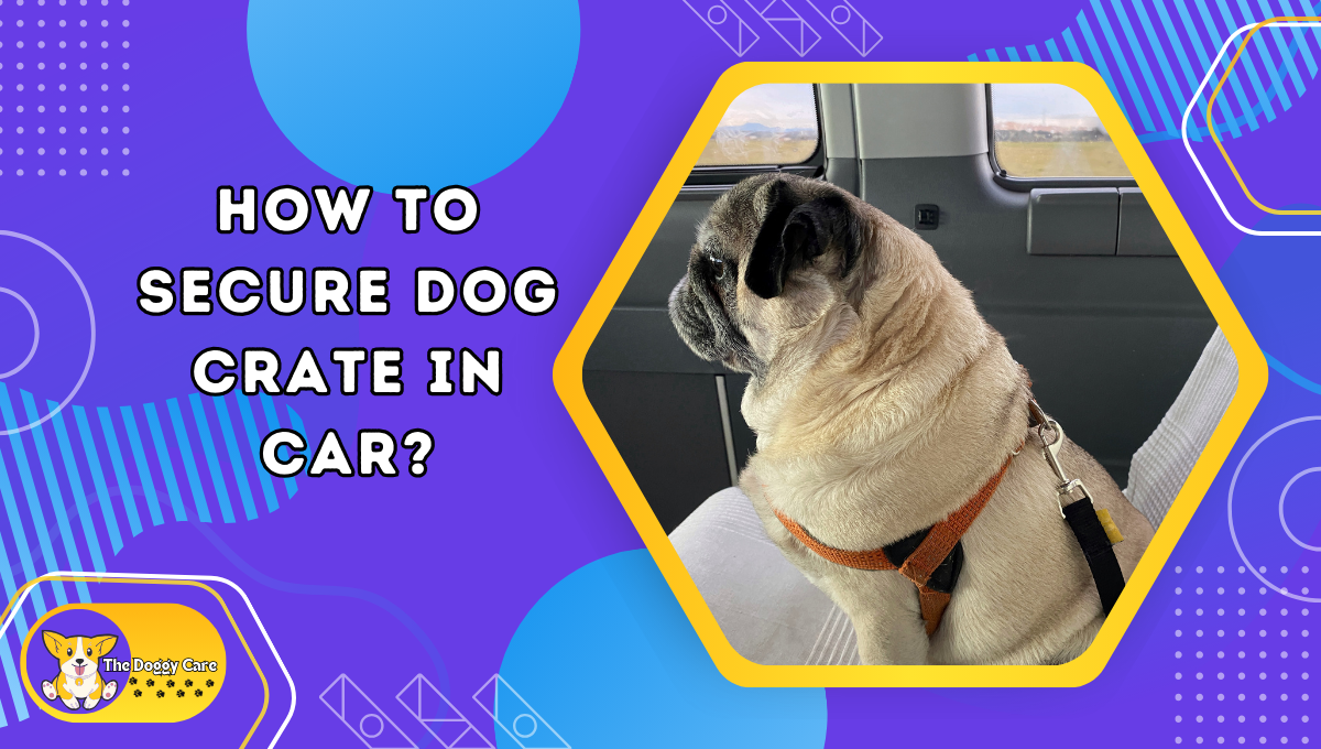 How to Secure Dog Crate in Car?