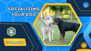 Socializing Your Dog