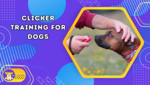 Clicker Training for Dogs