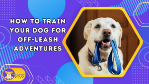 Please suggest the 10 medium-long unique SEO-optimized keywords for SEO tags with end commas, for the blog article title: How to Train Your Dog for Off-Leash Adventures