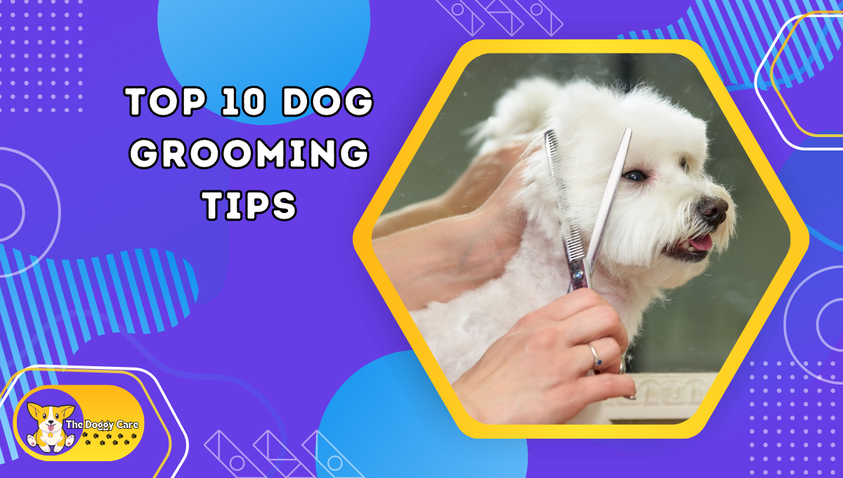 Top 10 Dog Grooming Tips