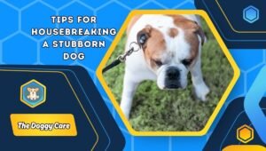 Tips for Housebreaking a Stubborn Dog