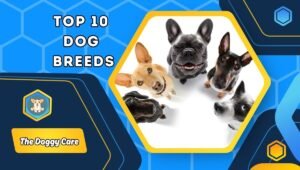 Top 10 Dog Breeds