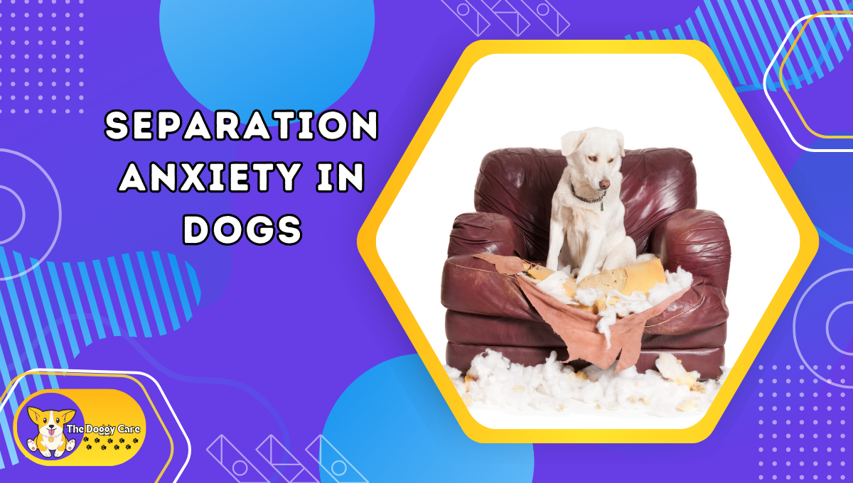 Separation Anxiety in Dogs