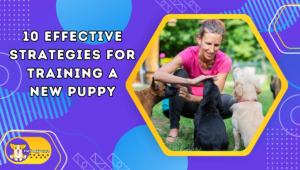 10 Effective Strategies for Training a New Puppy