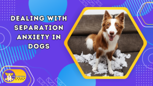 Dealing with Separation Anxiety in Dogs