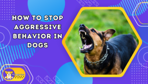 How to Stop Aggressive Behavior in Dogs